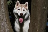 SIBERIAN HUSKY 686